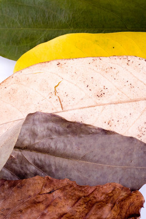 colorful autumn leaves isolated on white background
