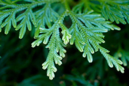 close up view of green leaf in nature