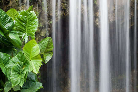 refreshing waterfall from mountain with green plantの写真素材