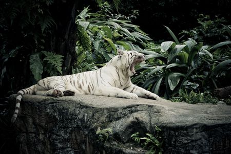 white stripe tiger in singapore zoological gardenの写真素材