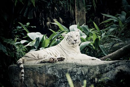 white stripe tiger in singapore zoological gardenの写真素材