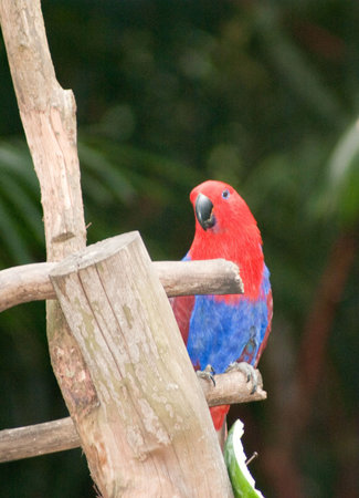 Colorful parrot standing on natural tree branch