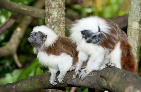 Cotton Top Tamarin in green tropical forestの写真素材