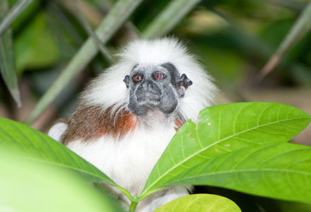 Cotton Top Tamarin in green tropical forest