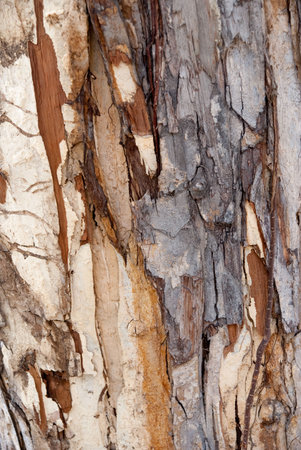 close up view of trunk body detail as backgroundの写真素材