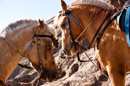 pony horse standing on volcano Bromo craterの写真素材