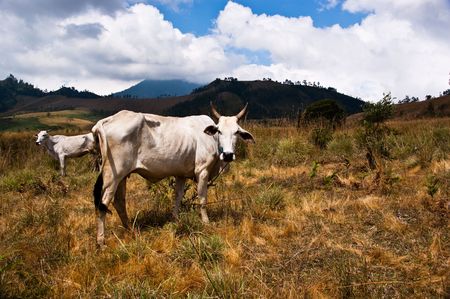 white cattle group in golden wild grasslandの写真素材