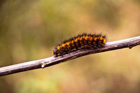 Wild single caterpillar on brown trunk with green backgroundの写真素材