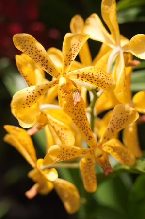 Blooming orchid flower in singapore botanic gardenの写真素材
