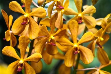 Blooming orchid flower in singapore botanic gardenの写真素材