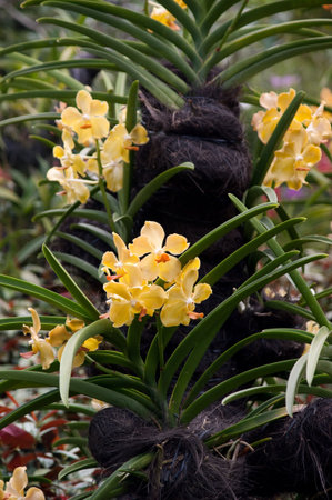 Blooming orchid flower in singapore botanic garden