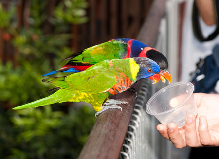 playful parrot feeding in singapore bird parkの写真素材