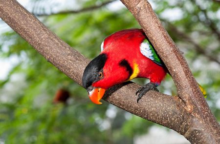 Portrait of single colorful parrot standing on tree branchの写真素材