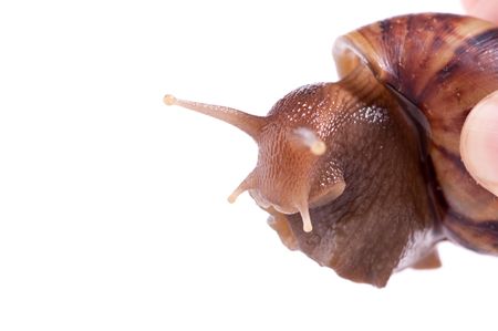 close up shot of live snail isolated on white backgroundの写真素材