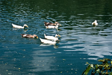 park with lake in srping clear sunny weatherの写真素材