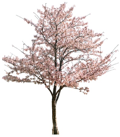 Pink Japanese apricot flower isolated on white in winter Pink Japanese apricot flower isolated on white in winter