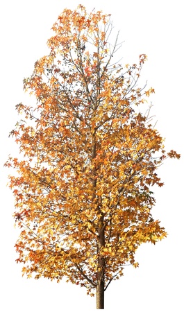 Golden autumn tree isolated on white in studioの写真素材