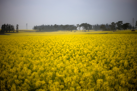 Luoping Rape flowerの写真素材