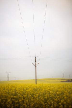 Luoping Rape Flowerの写真素材