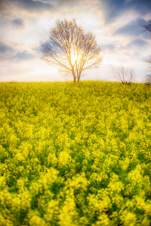 Luoping Rape Flowerの写真素材