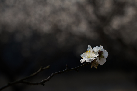 Plum blossomの写真素材
