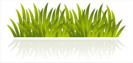 fresh grass isolated on whiteのイラスト素材