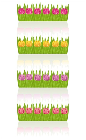 set of 4 colorful tulips isolated on whiteのイラスト素材