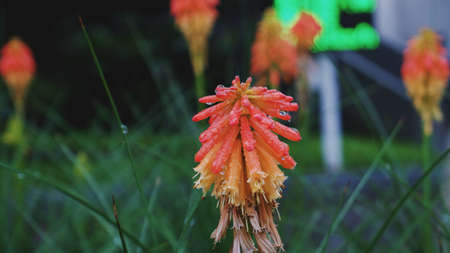 Close-up of orange aloe vera flowers with raindrops.の写真素材