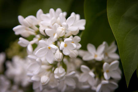 Floral summer background, soft focus. Blooming lilac. Blurred background.の写真素材