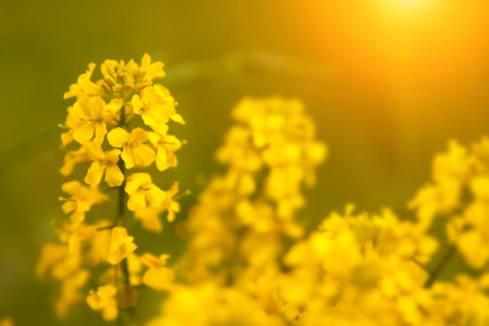 Rape flowers close-up on the background of the field. Beautiful soft focus.の写真素材