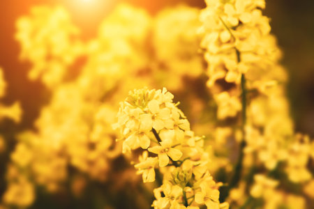 Rape flowers close-up on the background of the field. Beautiful soft focus.の写真素材