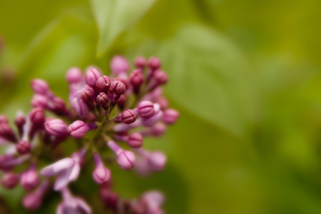 Floral summer background, soft focus. Blooming lilac. Blurred background.の写真素材