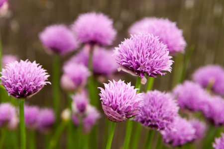 Floral summer background, soft focus. Blooming fistulosum. Blurred background.