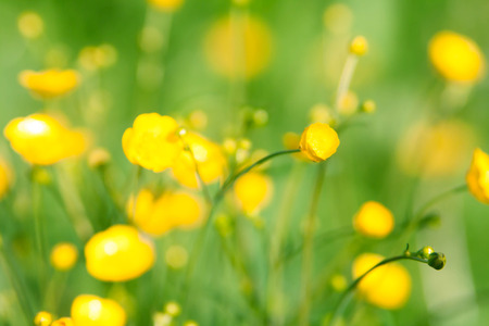 Buttercup flowers close-up on the background of the field. Beautiful soft focus.の写真素材