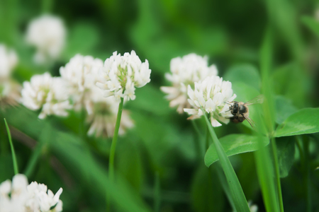 Floral summer background, soft focus. Blooming clover. Blurred background.の写真素材