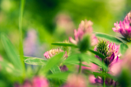 Floral summer background, soft focus. Blooming clover. Blurred background.の写真素材