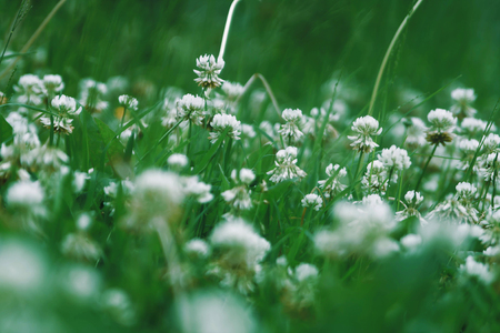 Floral summer background, soft focus. Blooming clover. Blurred background.の写真素材