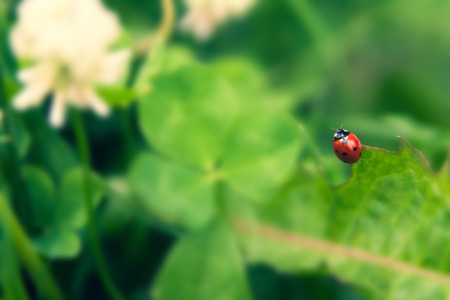Floral summer background, soft focus. Blooming clover. Blurred background. Ladybugの写真素材