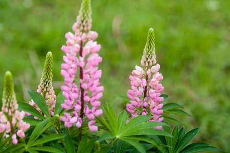 Floral summer background, soft focus. Blooming Lupin. Blurred background.の写真素材