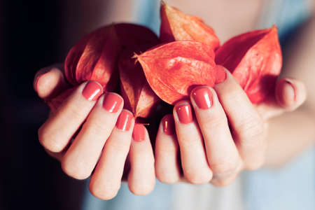 Girl holding many beautiful physalis in her hands, close-up. Beautiful physalis berries.の写真素材