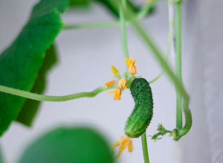 Cucumber hanging on the windowsill. Gherkin hanging on a branch.の写真素材