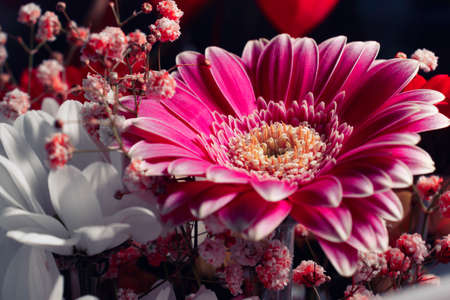 Beautiful bouquet of pink gerbera flower with yellow-green center and chrysanthemum. Close-up.の写真素材
