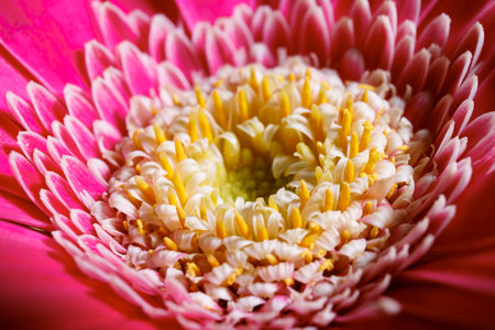 Macro photograph of a pink gerbera flower with a yellow-green center. Close-up.