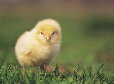 chickの写真素材