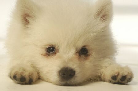 little fluffy dog watching in front of cameraの写真素材