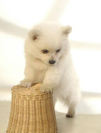 cute fluffy puppy with bamboo stoolの写真素材