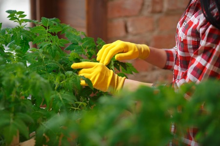 Spirit of nature. Close up cropped shot of a gardener working on her tomato seedlings indoors.の写真素材
