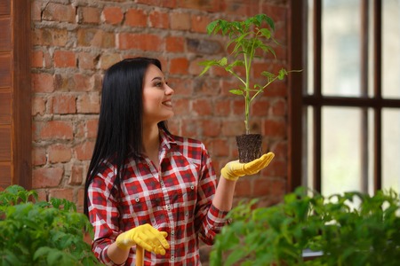 Nature indoors. Beautiful female gardener checking her growing seedling indoors.の写真素材