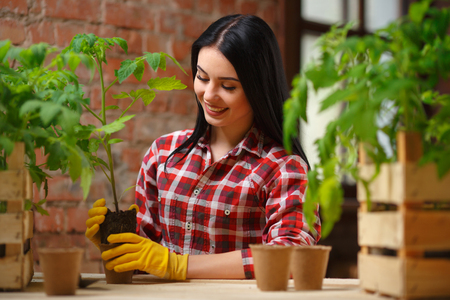 Her passion. Smiling attractive gardener putting a seedling in a pot working in a greenhouse.の写真素材