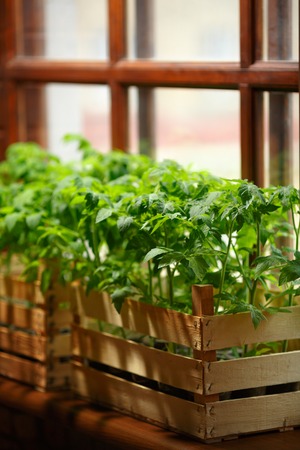 Color of life. Green tomato seedlings planted in boxes in a greenhouse.の写真素材